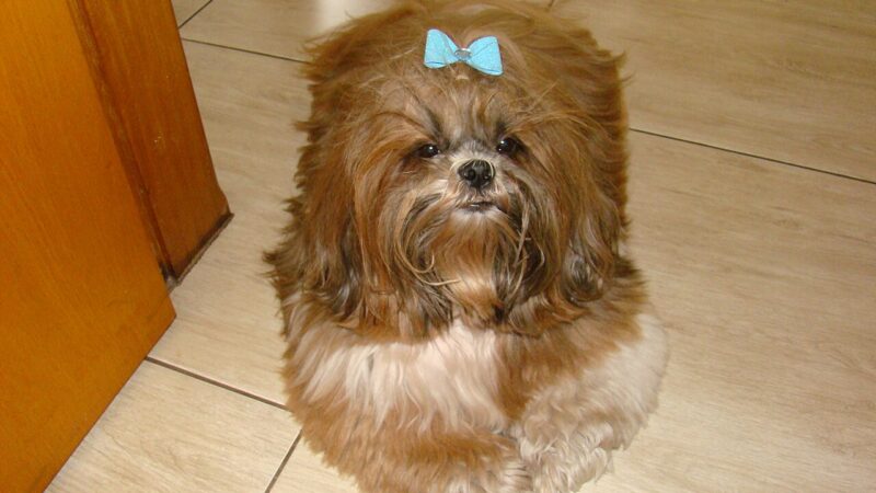 Shih Tzu