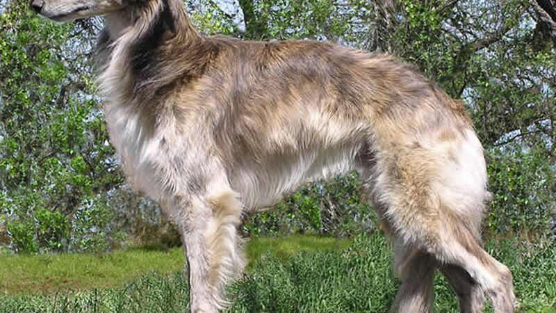 Lévrier de soie (silken windhound)