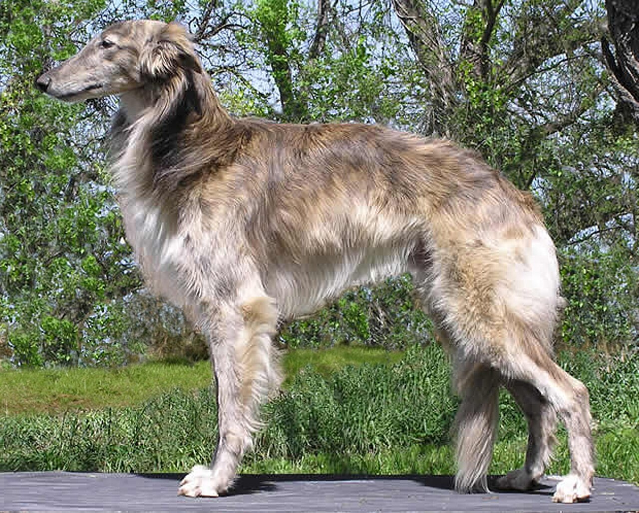Lévrier de soie (silken windhound)
