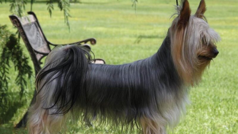 Terrier australien à poil soyeux (silky terrier)