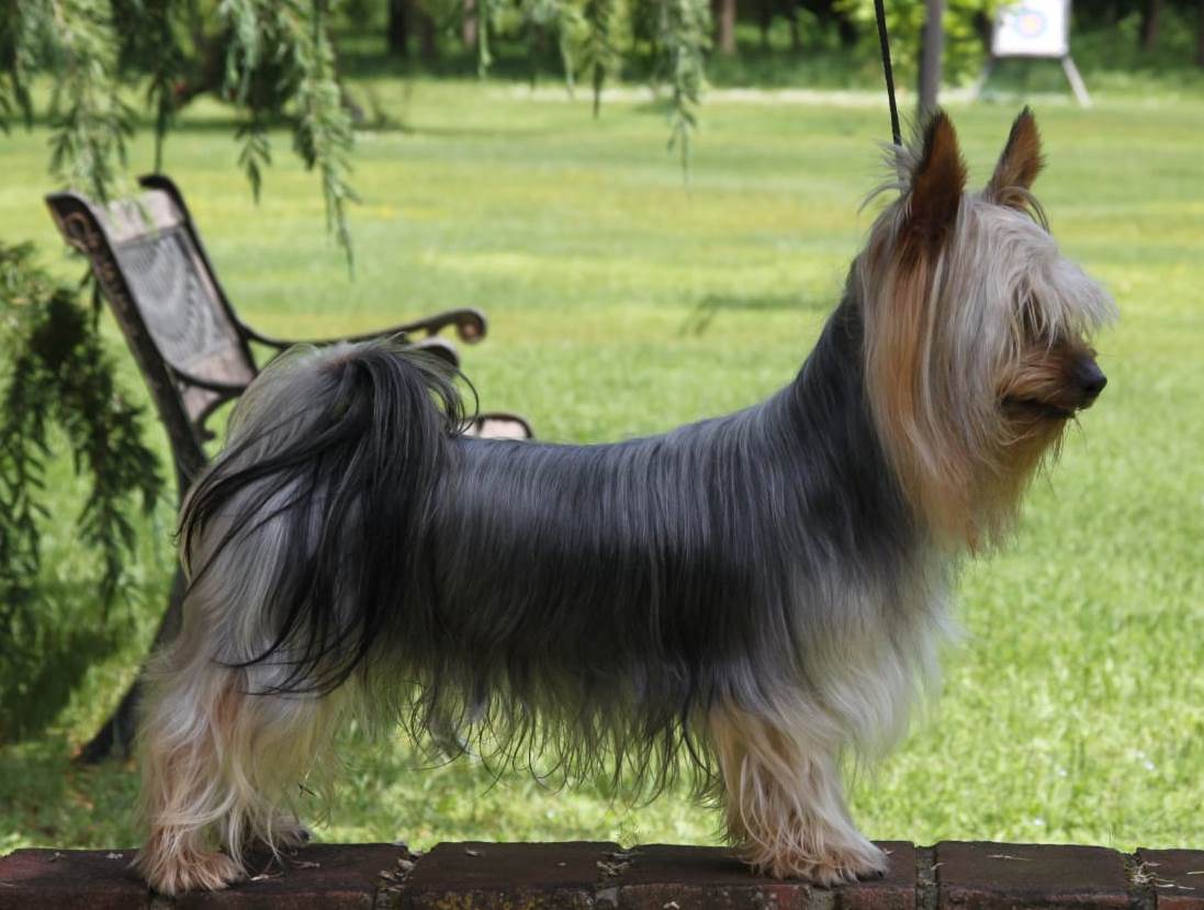 Terrier australien à poil soyeux (silky terrier)