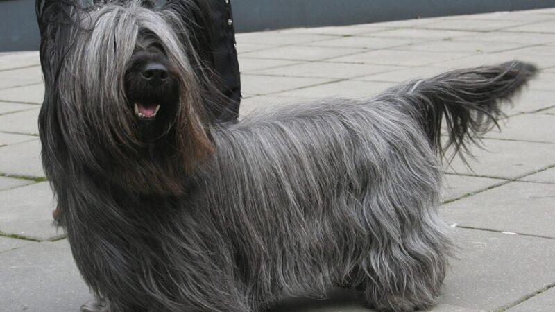 Skye Terrier