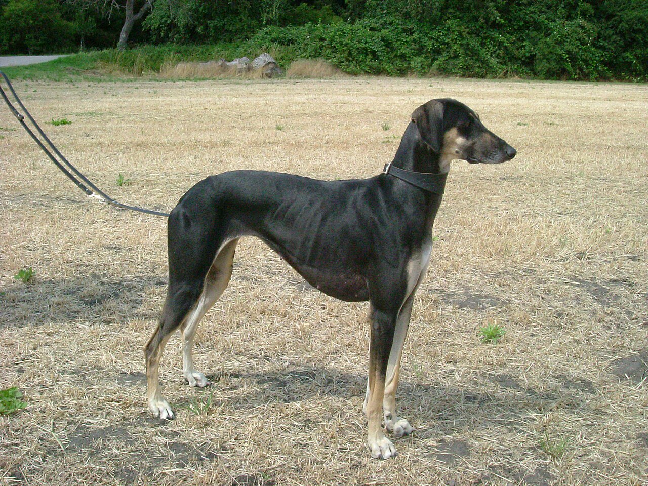 Sloughi (lévrier arabe)