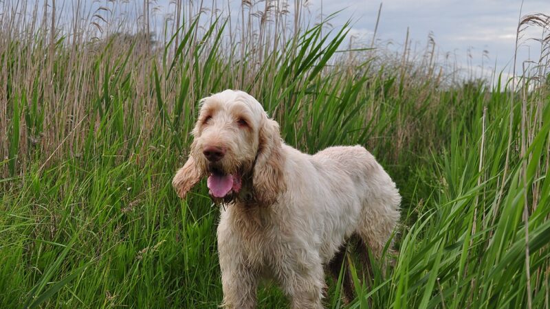 Spinone (griffon d’arrêt italien)
