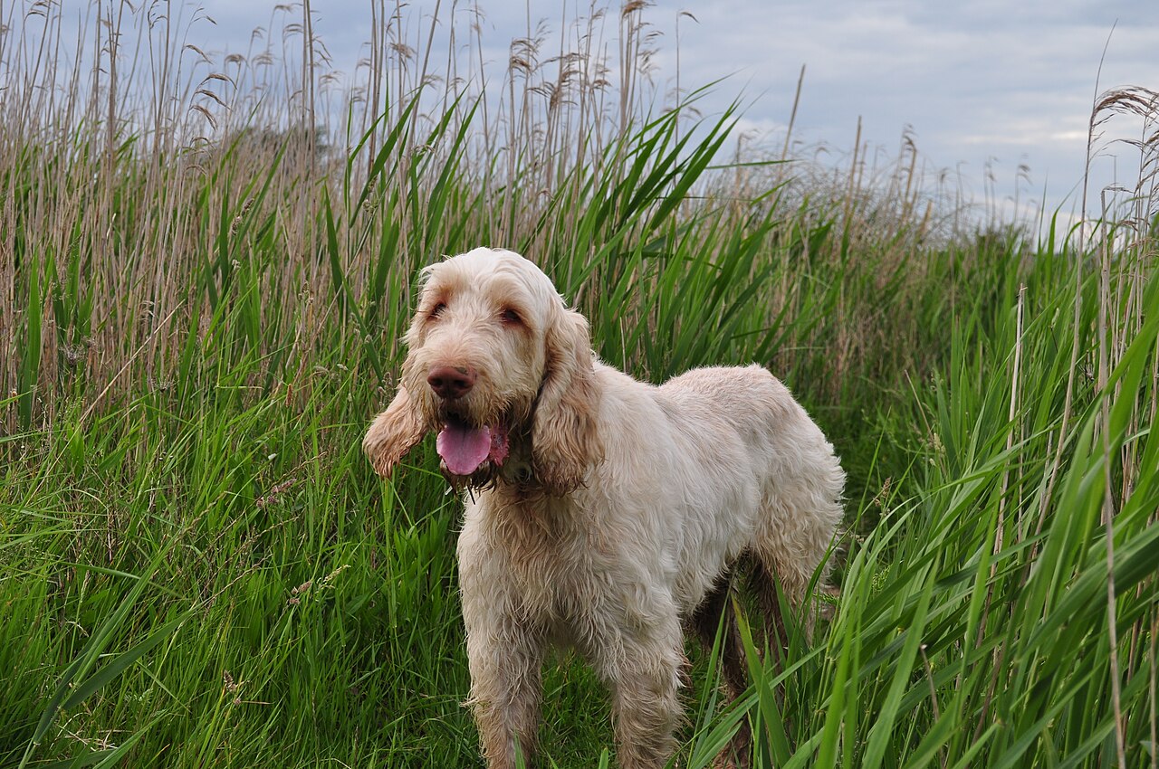 Spinone (griffon d’arrêt italien)