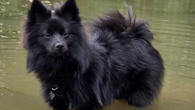 Spitz allemand noir qui se baigne dans une eau peu profonde