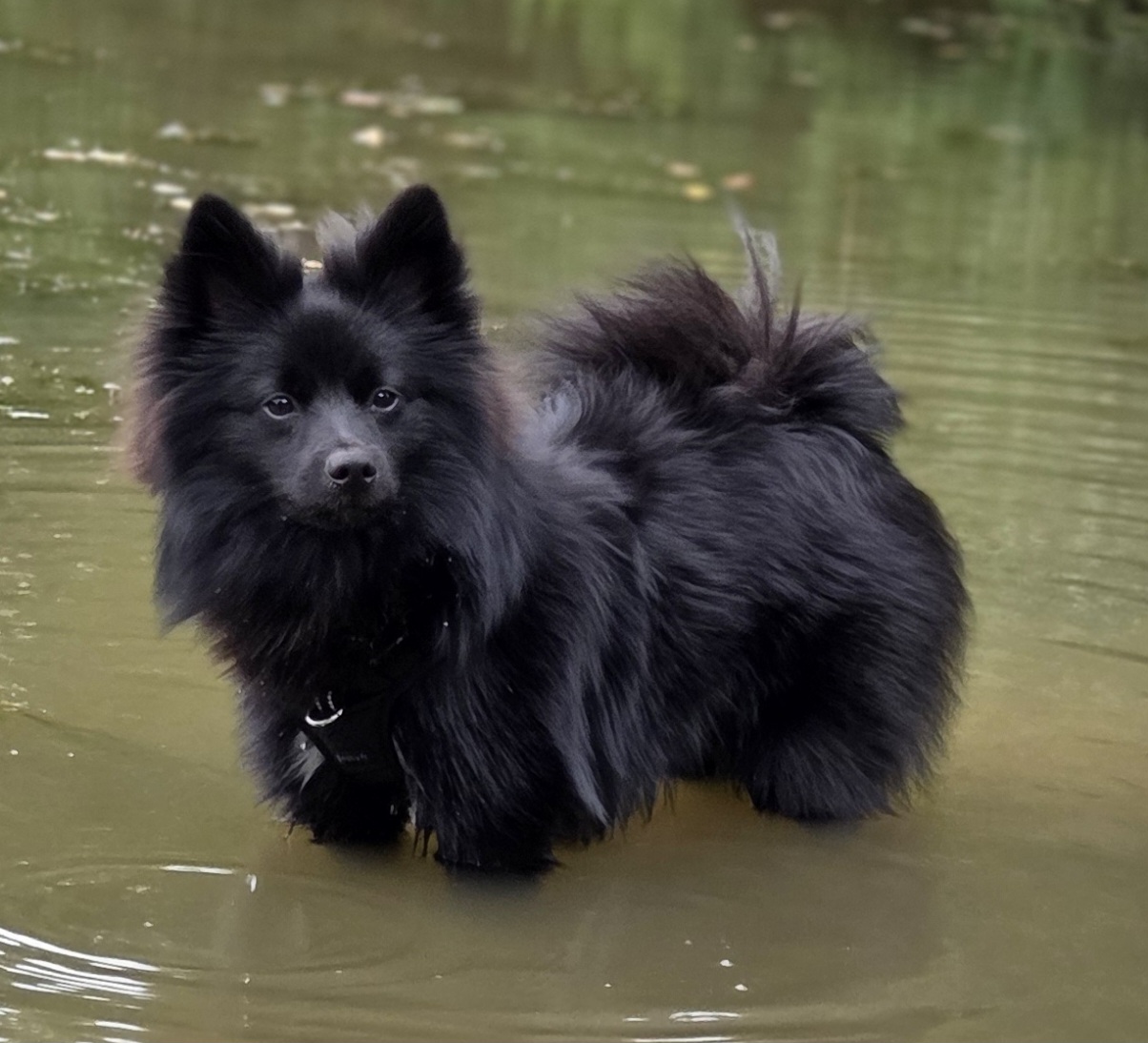Spitz allemand