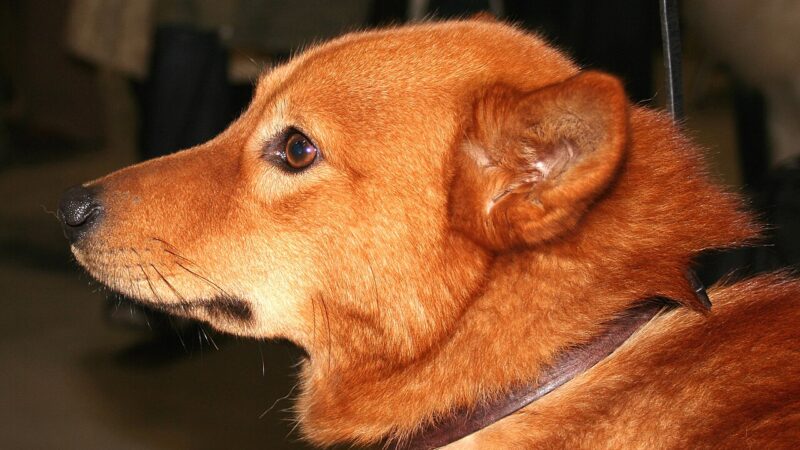 Spitz finlandais