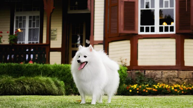 Spitz japonais