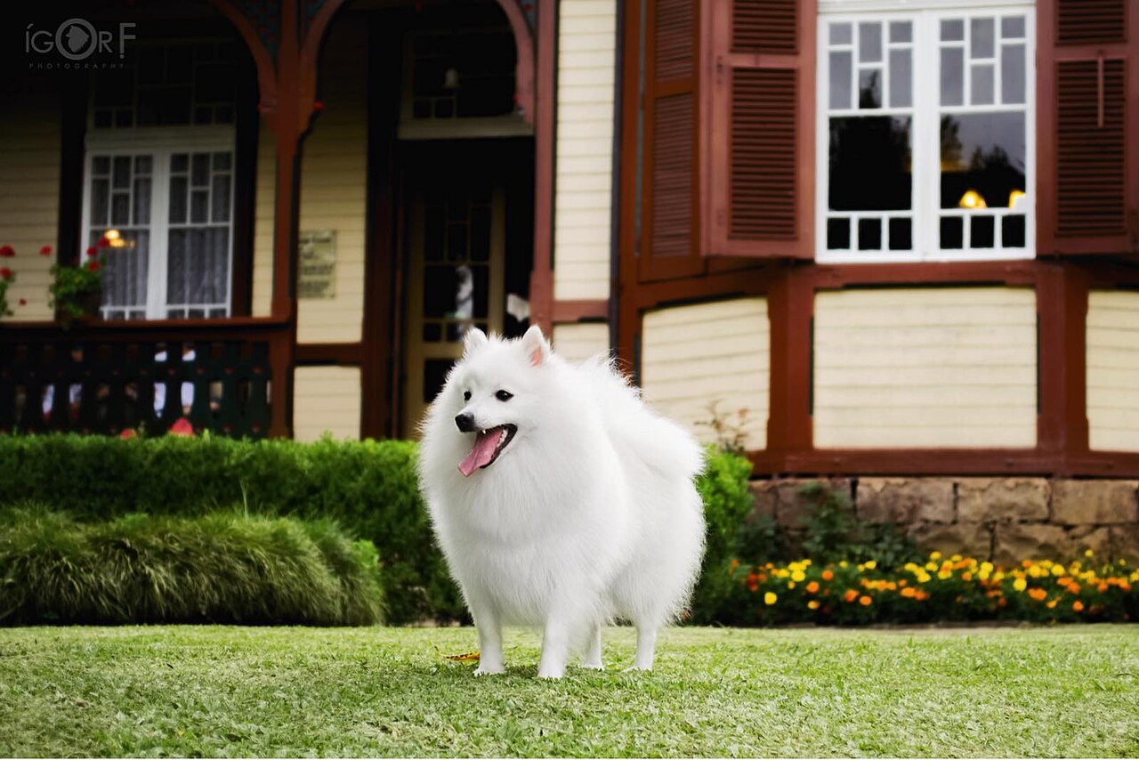 Spitz japonais