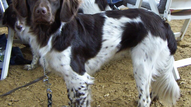 Chien d’arrêt frison (stabyhoun)