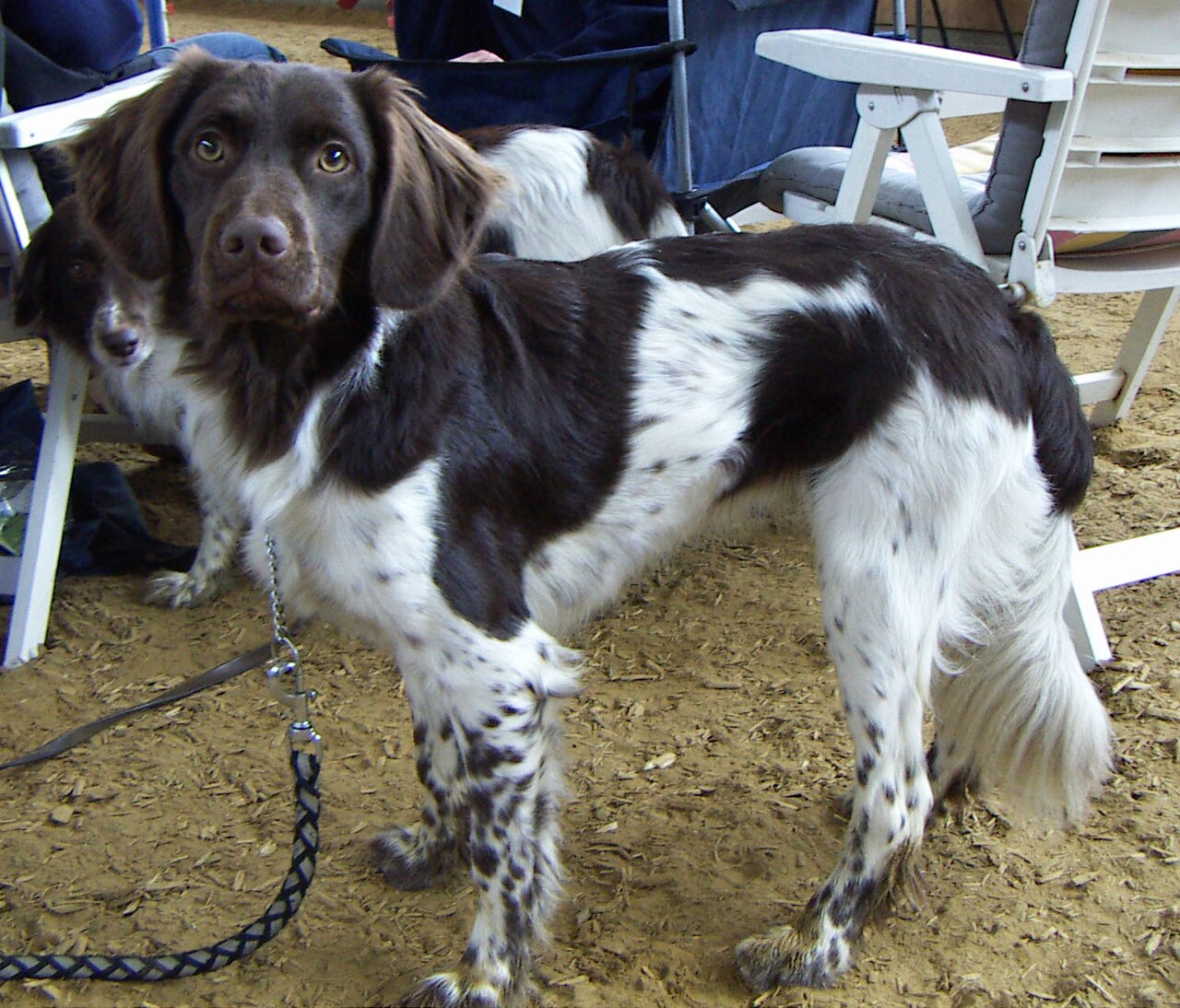 Chien d’arrêt frison (stabyhoun)