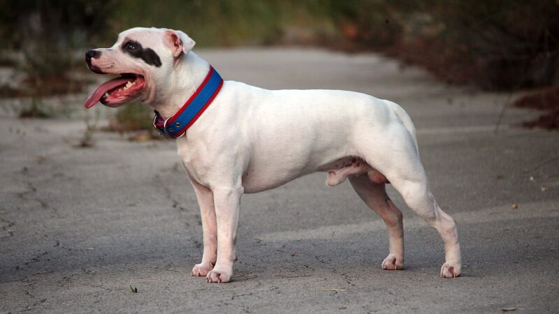 Staffordshire Bull Terrier blanc à collier rouge qui marche sur une allée