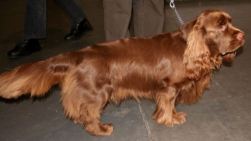 Sussex Spaniel