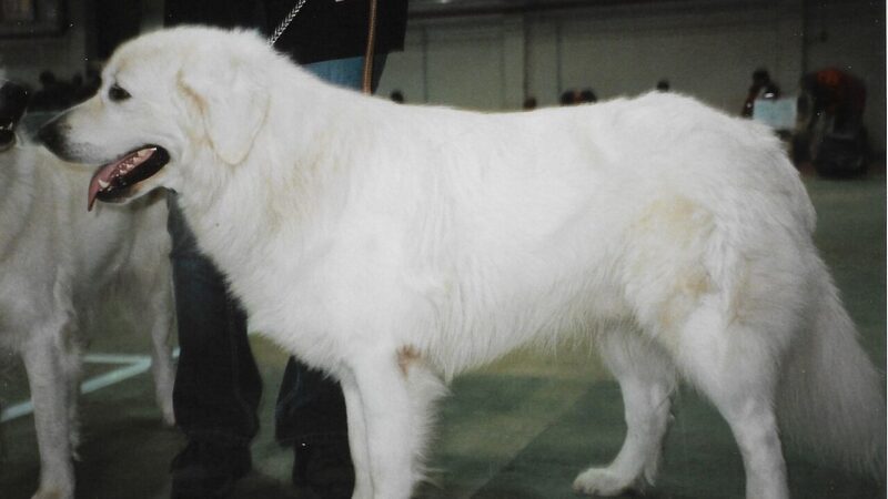 Tchouvatch slovaque (cuvac)