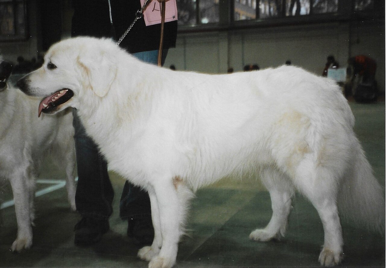 Tchouvatch slovaque (cuvac)