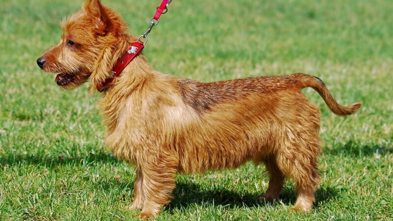 Terrier australien