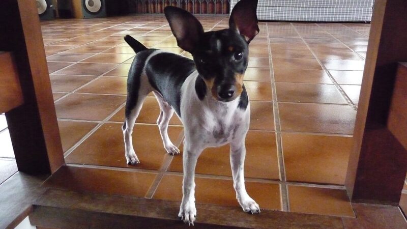 Terrier brésilien