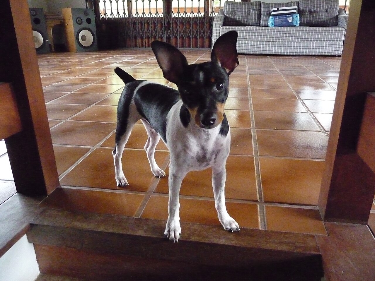 Terrier brésilien