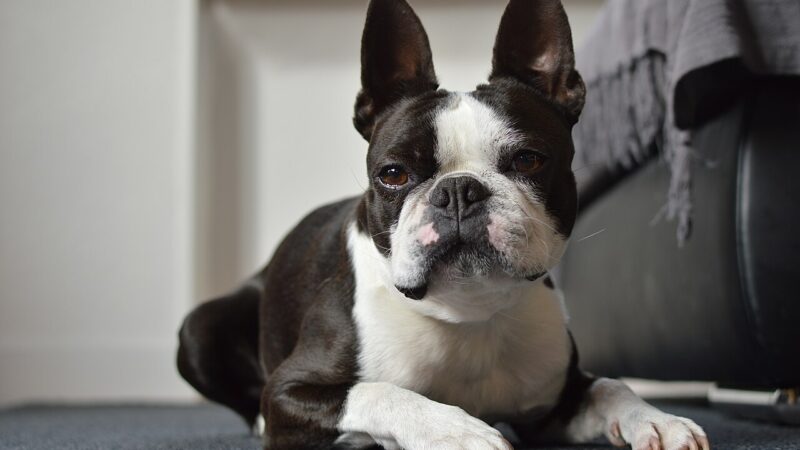 Terrier de Boston