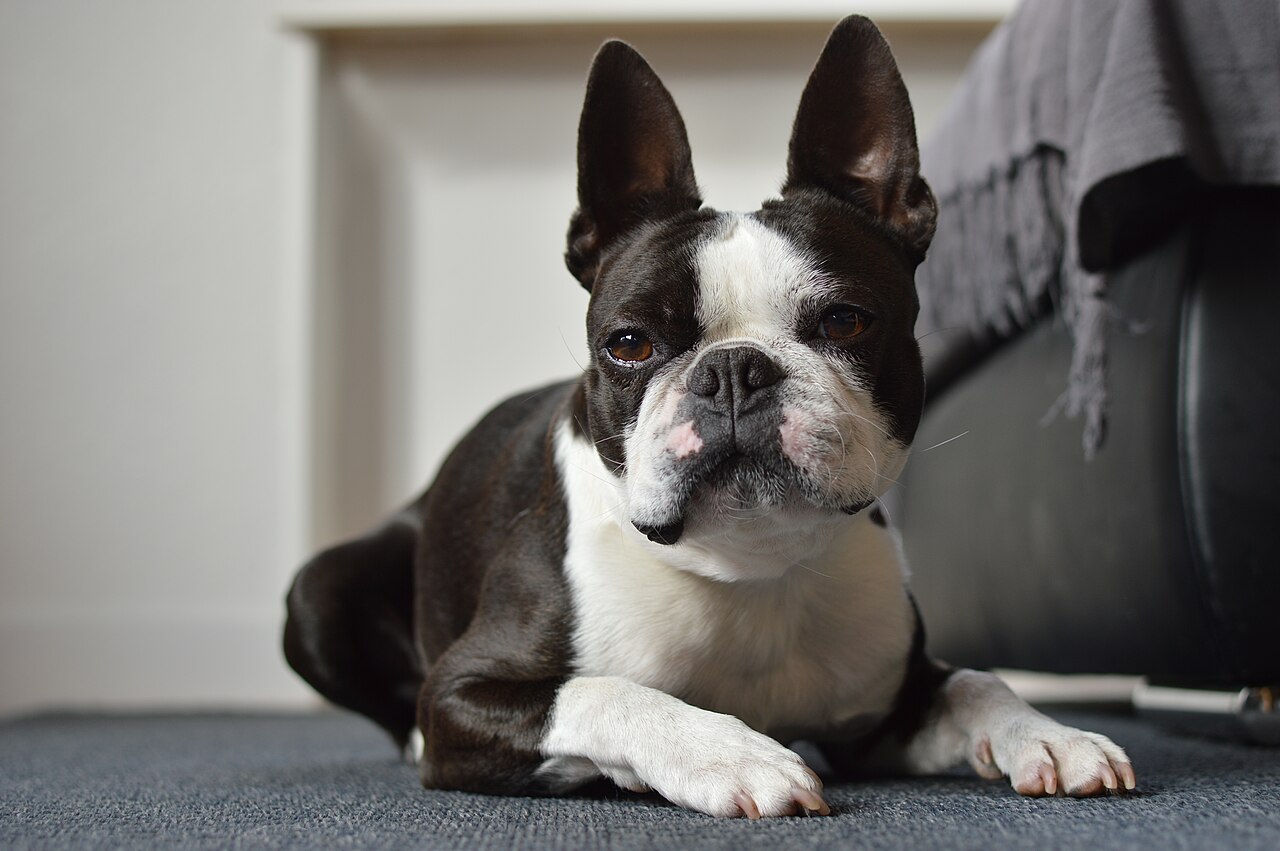Terrier de Boston