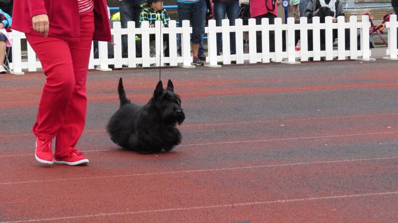 Chien de race Terrier écossais (scottish terrier)