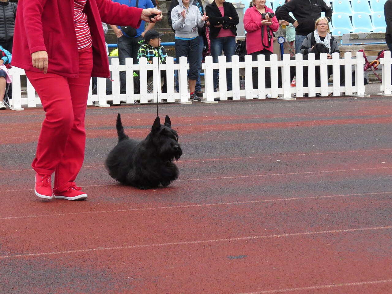 Terrier écossais (scottish terrier)