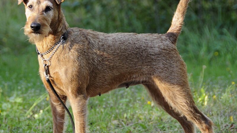 Chien de race Terrier irlandais (Irish terrier)
