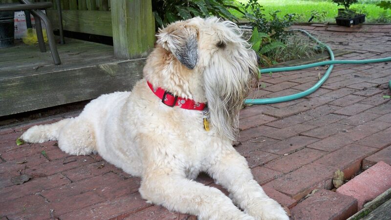 Chien de race Terrier irlandais à poil doux (wheaten terrier)
