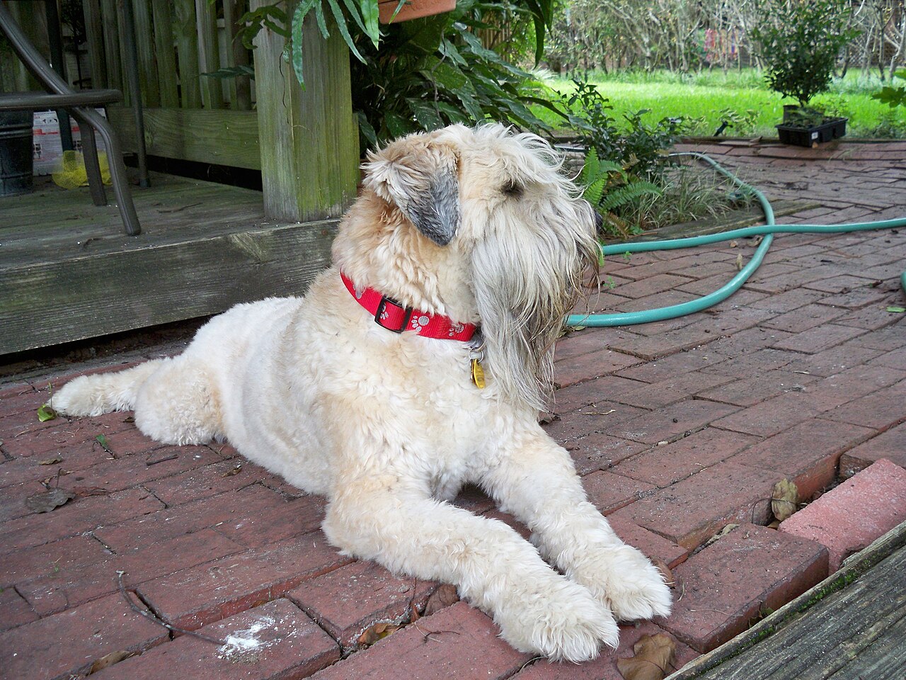 Terrier irlandais à poil doux (wheaten terrier)