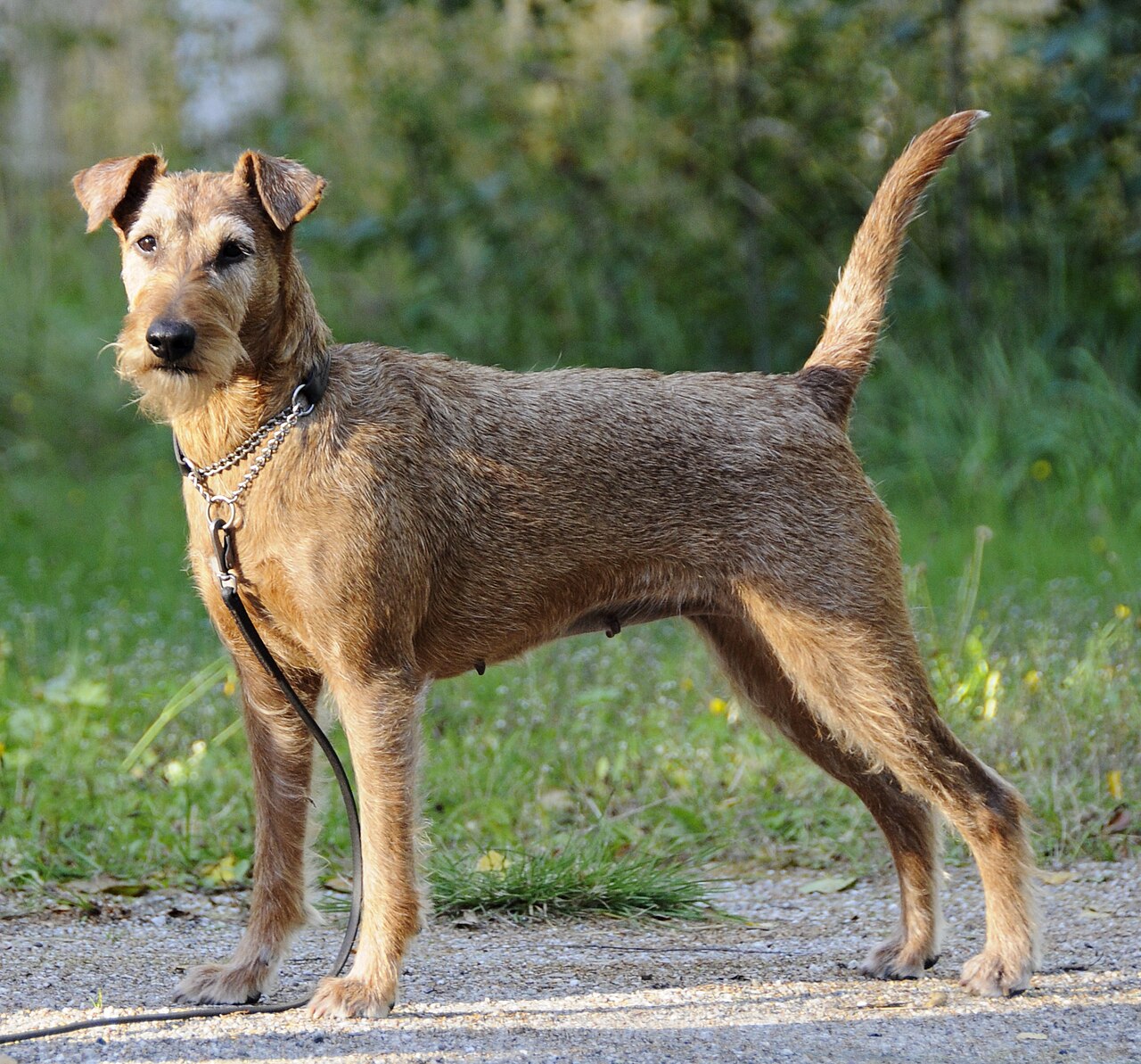 Terrier irlandais (Irish terrier)