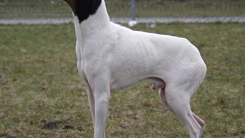 Chien de race Terrier japonais
