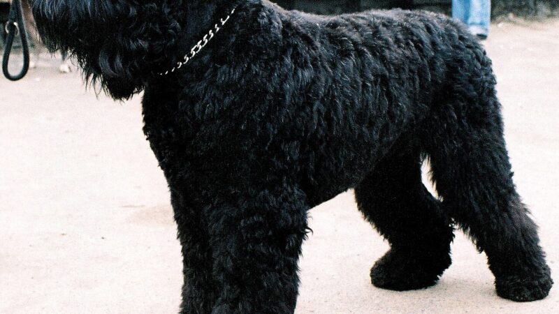 Chien de race Terrier noir russe
