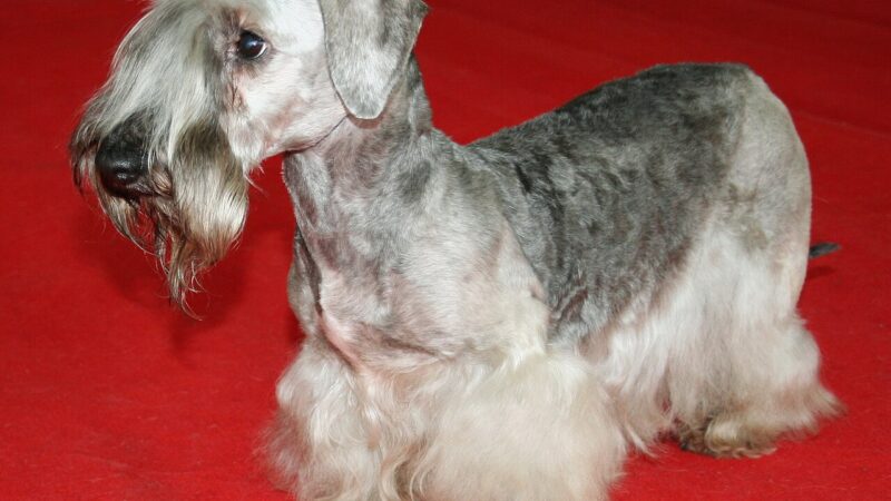 Chien de race Terrier tchèque (cesky terrier)