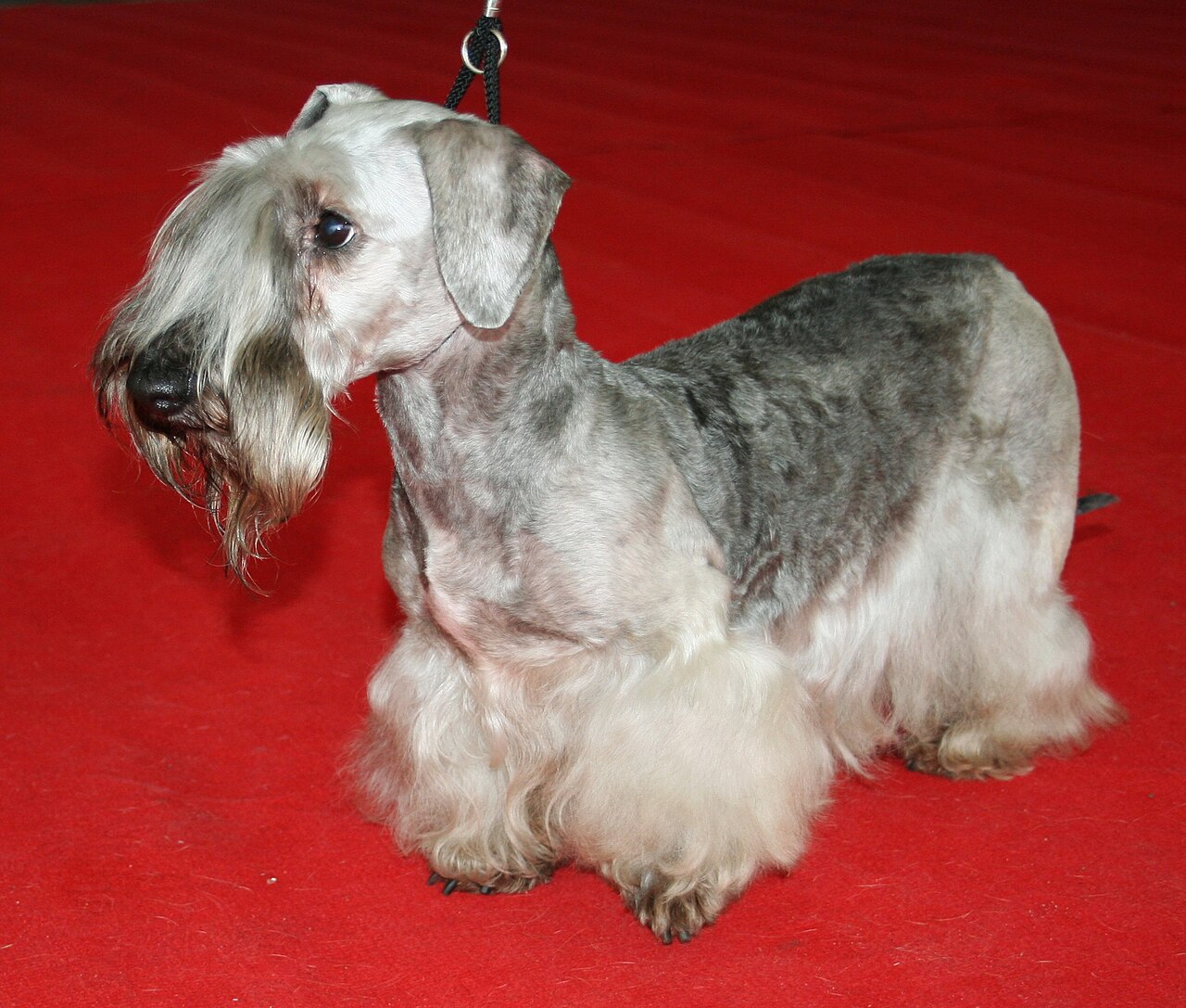 Terrier tchèque (cesky terrier)