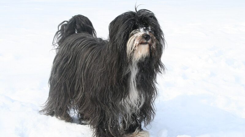 Chien de race Terrier tibétain