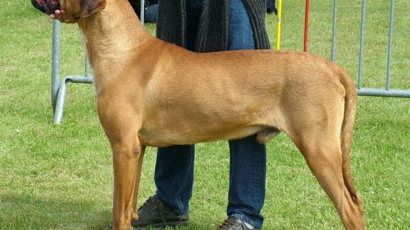Chien de race Tosa (tosa inu)
