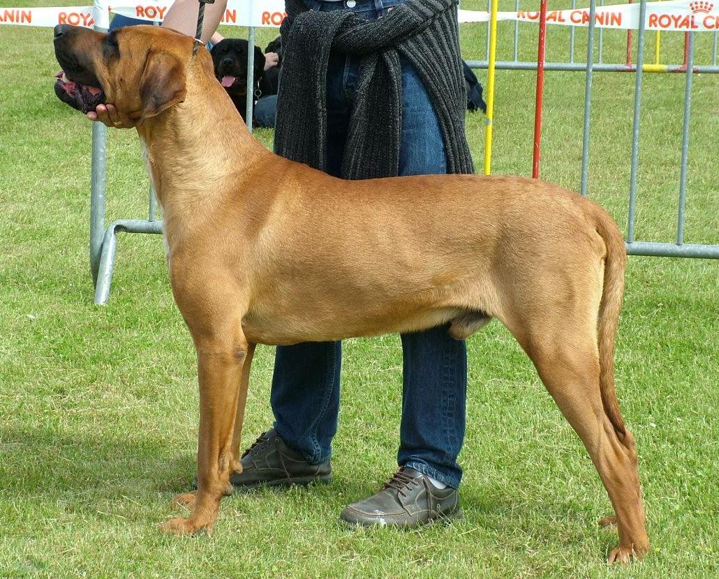 Tosa (tosa inu)