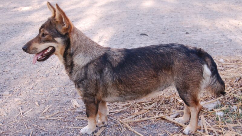 Vallhund suédois