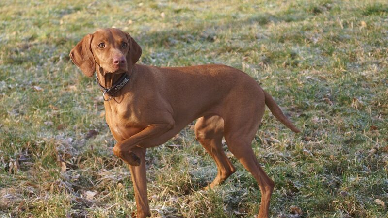 Braque hongrois à poil court (vizsla)