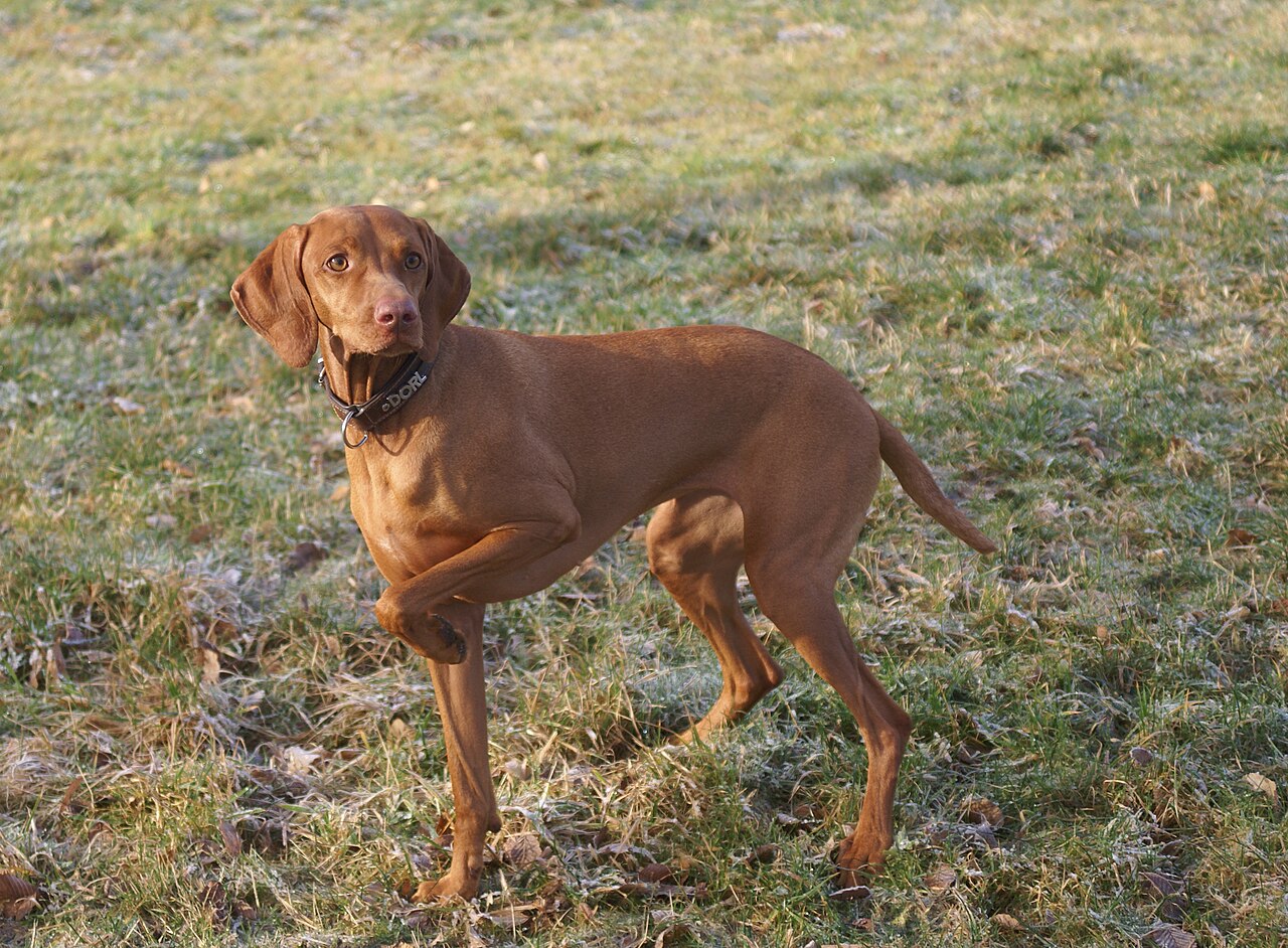 Braque hongrois à poil court (vizsla)