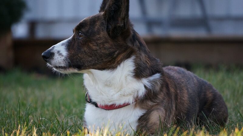 Chien de race Welsh Corgi Cardigan