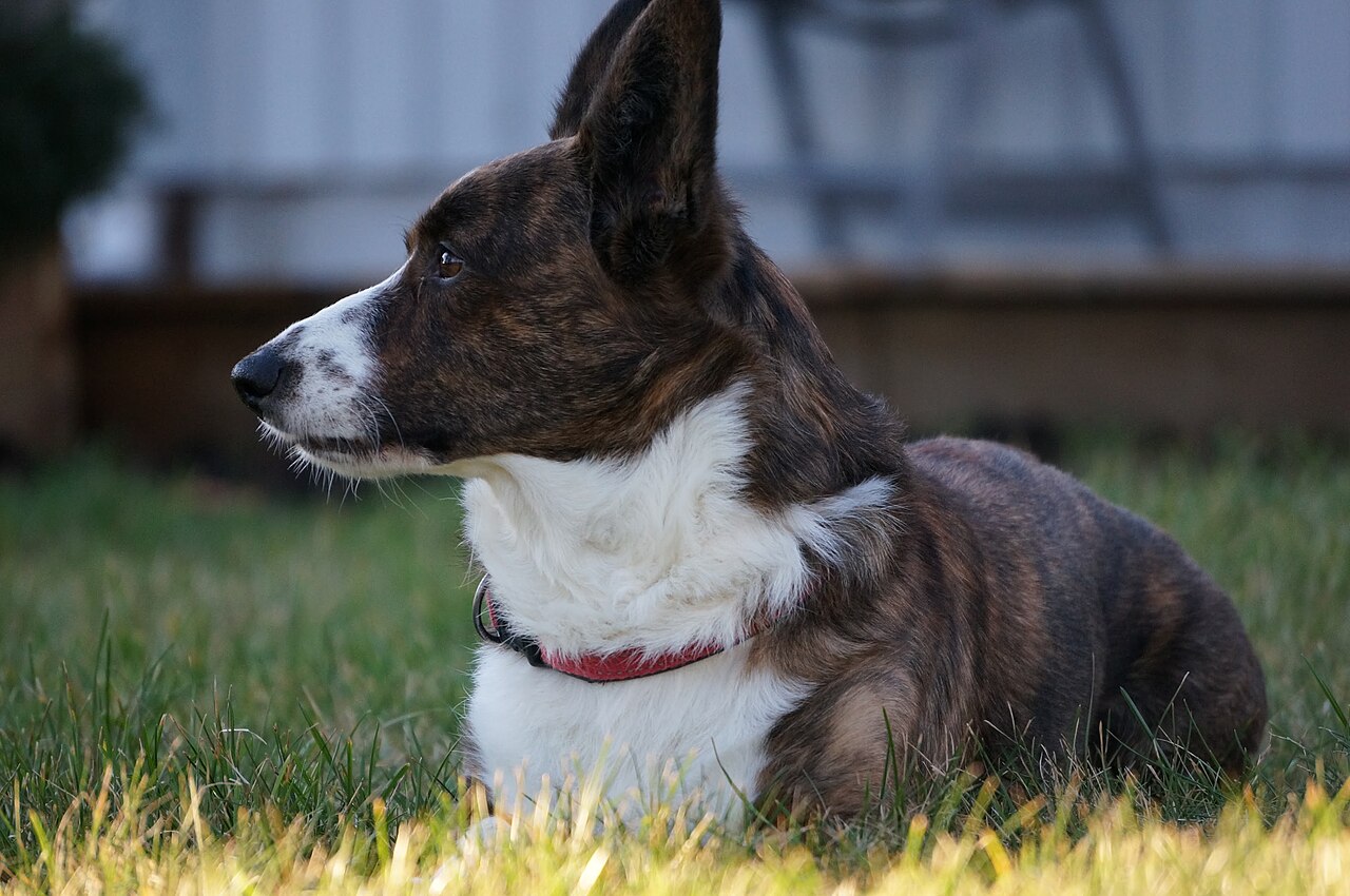 Welsh Corgi Cardigan
