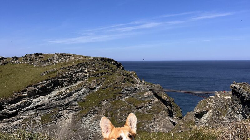 Chien de race Welsh Corgi Pembroke