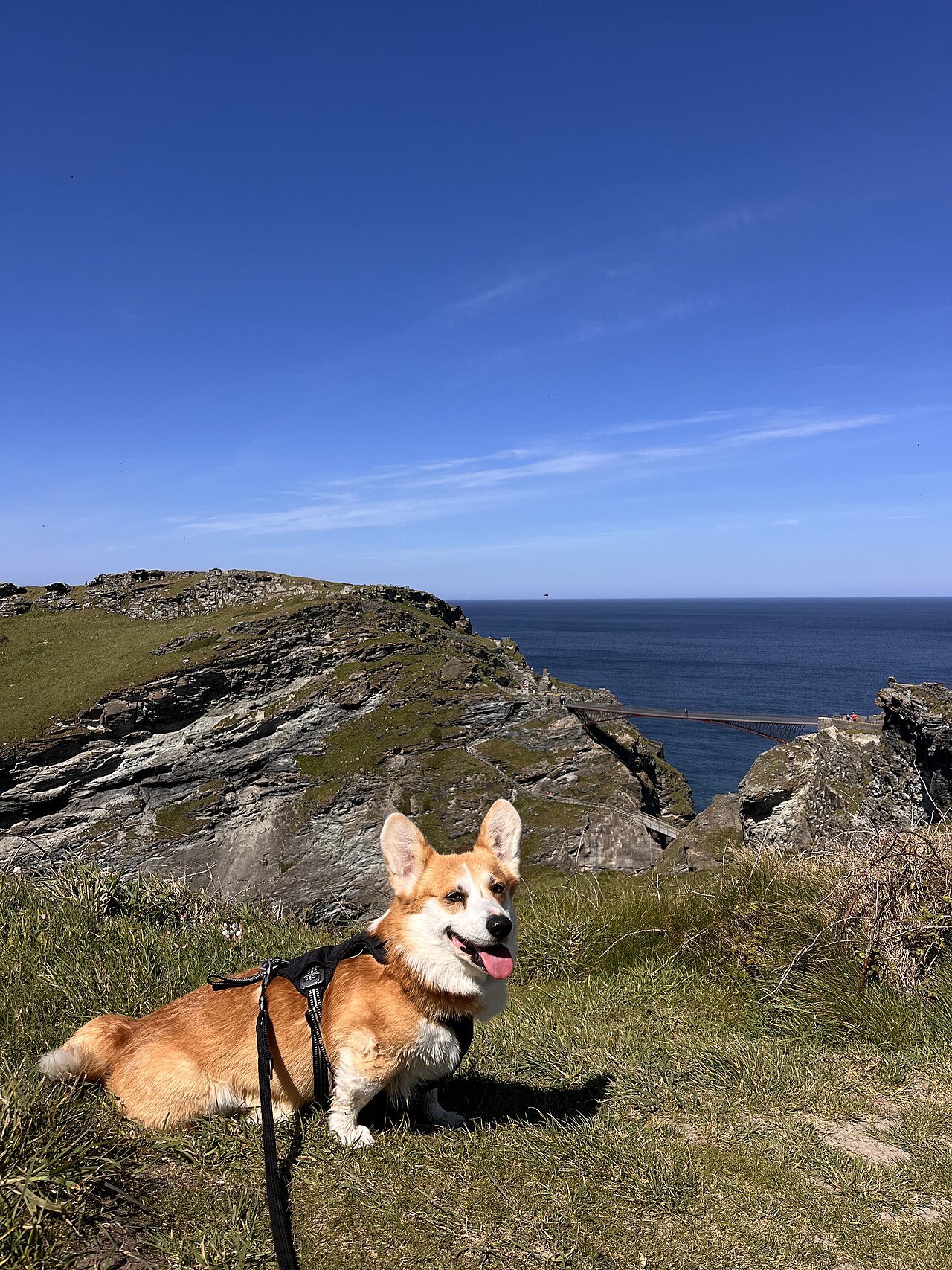 Welsh Corgi Pembroke