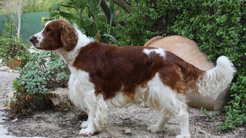 Chien de race Welsh Springer Spaniel