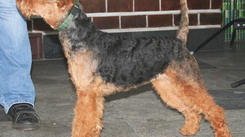 Chien de race Welsh terrier (terrier gallois)