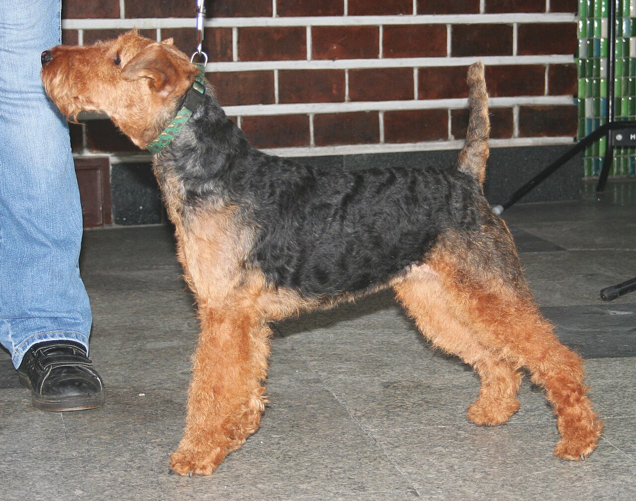 Welsh terrier (terrier gallois)