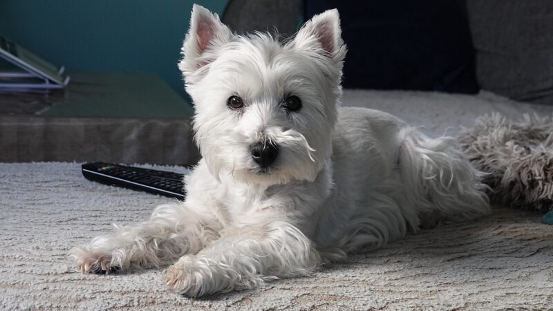 Westie blanc couché sur un coussin à l'intérieur d'une maison