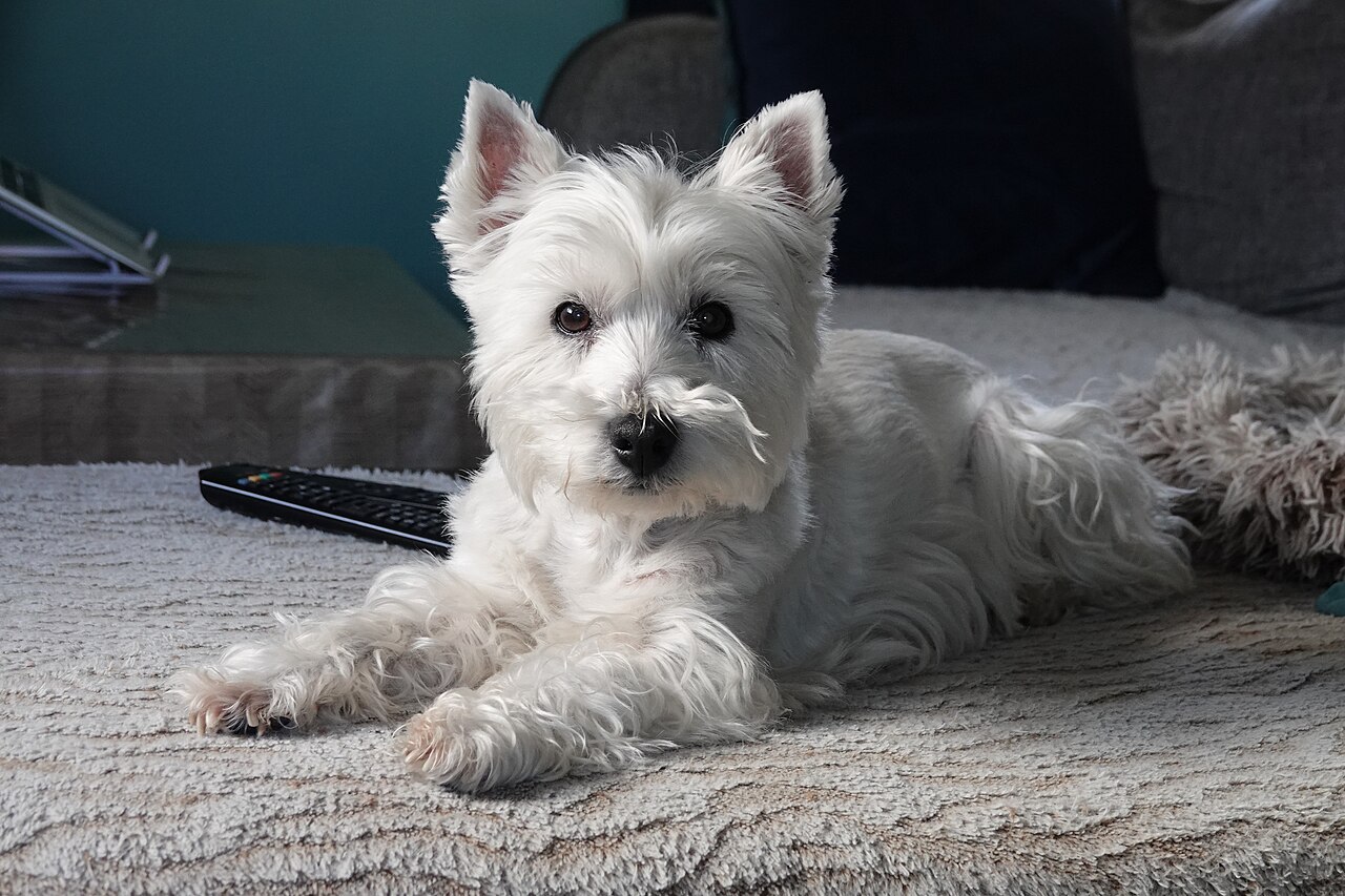 West Highland White Terrier